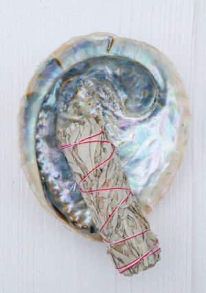 Coquille d'Ormeau - Abalone naturel - 10 à 12 cm