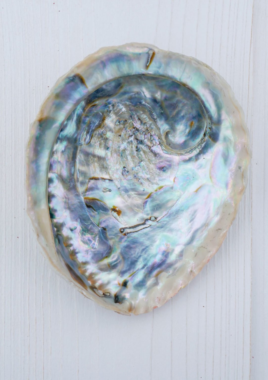 Coquille Abalone Ormeau naturelle 1012 cm Teria Mera