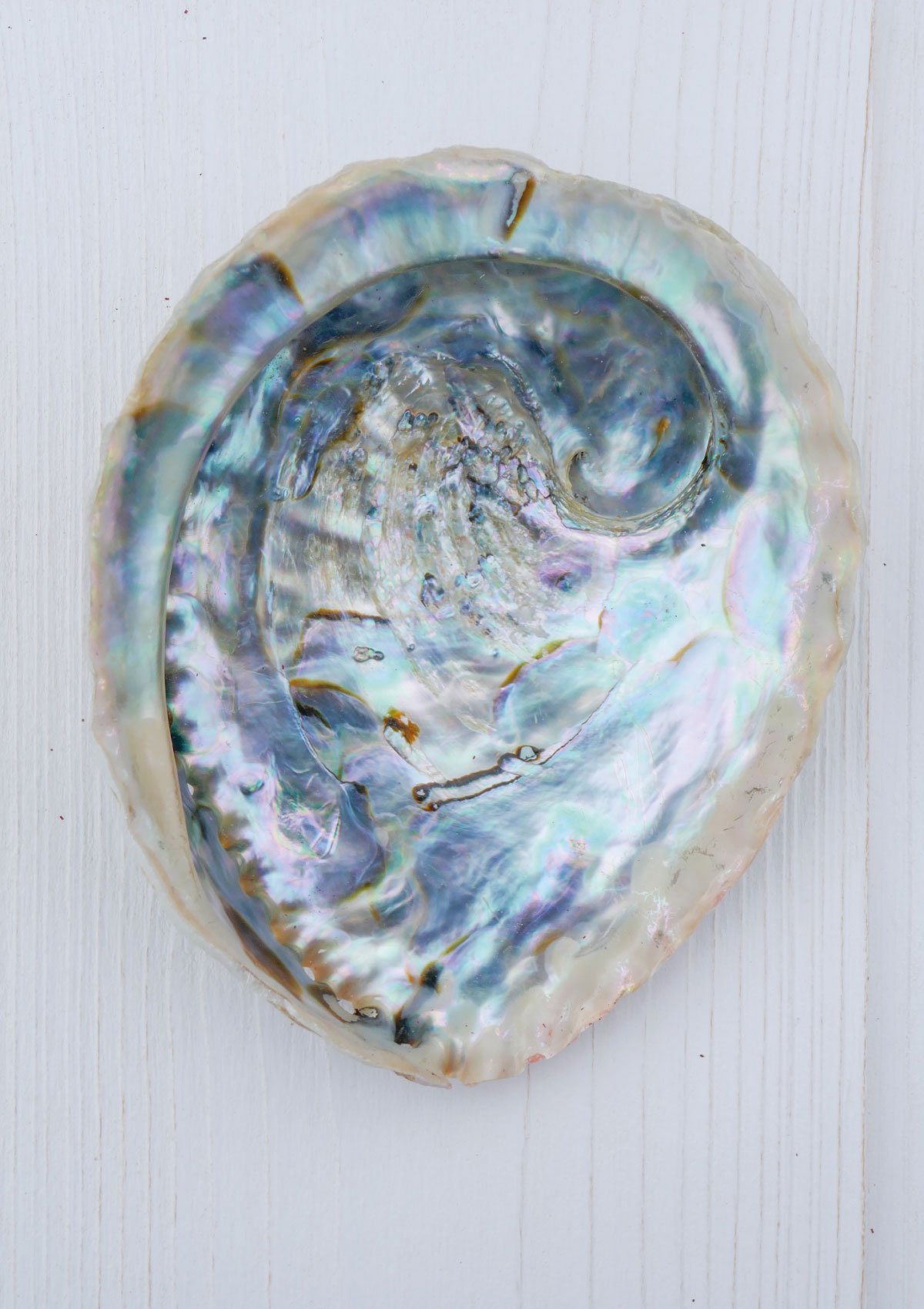 Coquille d'Ormeau - Nacre Abalone - Ecrin à pierres, bijoux, encens.